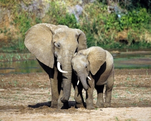 Elephant mom and son